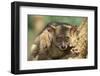 Greater Bush Baby-DLILLC-Framed Premium Photographic Print