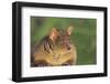 Greater Bush Baby-DLILLC-Framed Premium Photographic Print