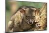 Greater Bush Baby-DLILLC-Mounted Photographic Print