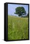 Greater Butterfly Orchid (Platanthera Chlorantha) Flowering on Hay Meadow on Set-Aside Field in Rur-null-Framed Stretched Canvas