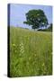 Greater Butterfly Orchid (Platanthera Chlorantha) Flowering on Hay Meadow on Set-Aside Field in Rur-null-Stretched Canvas