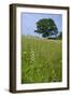 Greater Butterfly Orchid (Platanthera Chlorantha) Flowering on Hay Meadow on Set-Aside Field in Rur-null-Framed Photographic Print