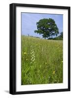 Greater Butterfly Orchid (Platanthera Chlorantha) Flowering on Hay Meadow on Set-Aside Field in Rur-null-Framed Photographic Print