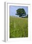 Greater Butterfly Orchid (Platanthera Chlorantha) Flowering on Hay Meadow on Set-Aside Field in Rur-null-Framed Photographic Print