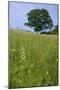 Greater Butterfly Orchid (Platanthera Chlorantha) Flowering on Hay Meadow on Set-Aside Field in Rur-null-Mounted Photographic Print