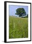 Greater Butterfly Orchid (Platanthera Chlorantha) Flowering on Hay Meadow on Set-Aside Field in Rur-null-Framed Photographic Print