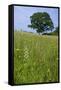 Greater Butterfly Orchid (Platanthera Chlorantha) Flowering on Hay Meadow on Set-Aside Field in Rur-null-Framed Stretched Canvas