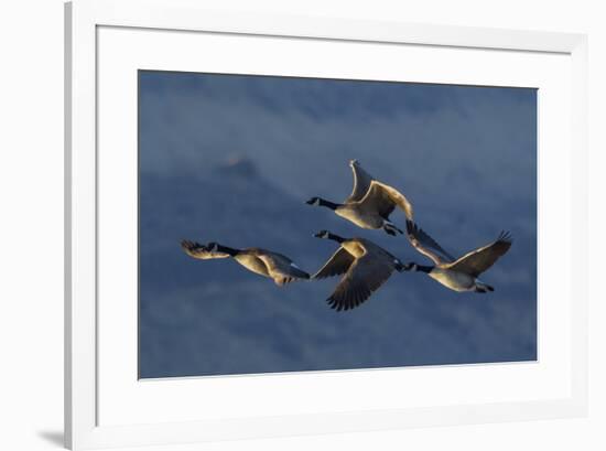 Greater Canada Geese flying-Ken Archer-Framed Photographic Print