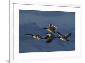 Greater Canada Geese flying-Ken Archer-Framed Photographic Print