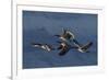 Greater Canada Geese flying-Ken Archer-Framed Photographic Print