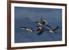 Greater Canada Geese flying-Ken Archer-Framed Photographic Print