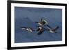 Greater Canada Geese flying-Ken Archer-Framed Photographic Print