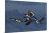 Greater Canada Geese flying-Ken Archer-Mounted Photographic Print