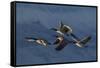 Greater Canada Geese flying-Ken Archer-Framed Stretched Canvas