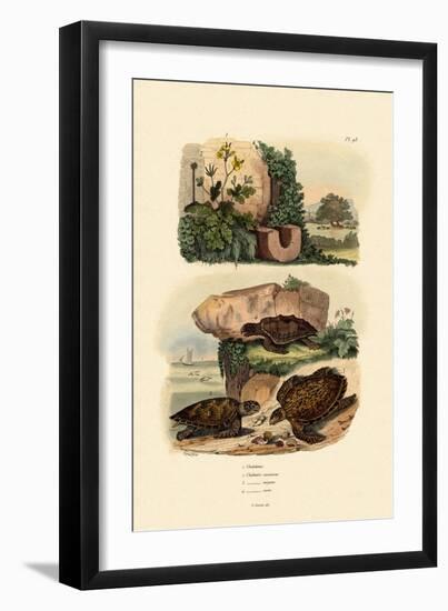 Greater Celandine, 1833-39-null-Framed Giclee Print