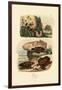 Greater Celandine, 1833-39-null-Framed Giclee Print