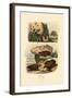 Greater Celandine, 1833-39-null-Framed Giclee Print
