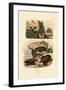 Greater Celandine, 1833-39-null-Framed Giclee Print