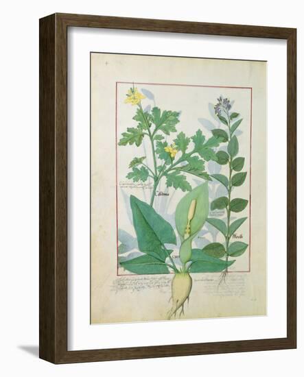 Greater Celandine or Poppy, Solanum or Nightshade, and Aron, the Book of Simple Medicines-Robinet Testard-Framed Giclee Print