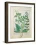 Greater Celandine or Poppy, Solanum or Nightshade, and Aron, the Book of Simple Medicines-Robinet Testard-Framed Giclee Print