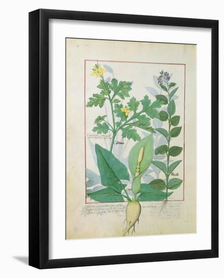 Greater Celandine or Poppy, Solanum or Nightshade, and Aron, the Book of Simple Medicines-Robinet Testard-Framed Giclee Print