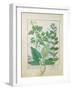 Greater Celandine or Poppy, Solanum or Nightshade, and Aron, the Book of Simple Medicines-Robinet Testard-Framed Giclee Print