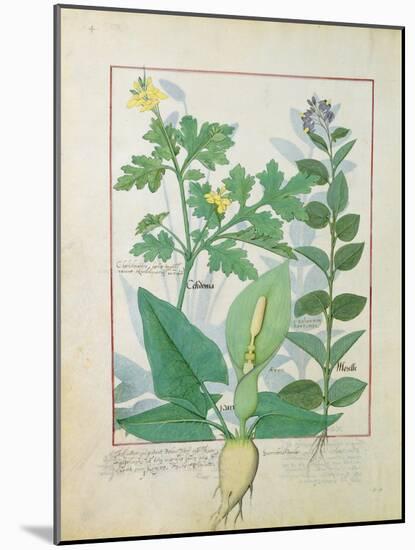 Greater Celandine or Poppy, Solanum or Nightshade, and Aron, the Book of Simple Medicines-Robinet Testard-Mounted Giclee Print