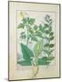 Greater Celandine or Poppy, Solanum or Nightshade, and Aron, the Book of Simple Medicines-Robinet Testard-Mounted Giclee Print