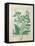 Greater Celandine or Poppy, Solanum or Nightshade, and Aron, the Book of Simple Medicines-Robinet Testard-Framed Stretched Canvas