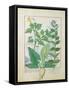 Greater Celandine or Poppy, Solanum or Nightshade, and Aron, the Book of Simple Medicines-Robinet Testard-Framed Stretched Canvas