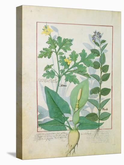 Greater Celandine or Poppy, Solanum or Nightshade, and Aron, the Book of Simple Medicines-Robinet Testard-Stretched Canvas