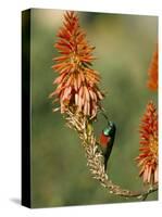 Greater Doublecollared Sunbird (Nectarinia Afra), Giant's Castle, South Africa, Africa-Steve & Ann Toon-Stretched Canvas