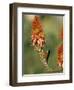 Greater Doublecollared Sunbird (Nectarinia Afra), Giant's Castle, South Africa, Africa-Steve & Ann Toon-Framed Photographic Print