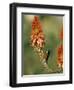 Greater Doublecollared Sunbird (Nectarinia Afra), Giant's Castle, South Africa, Africa-Steve & Ann Toon-Framed Photographic Print