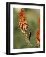 Greater Doublecollared Sunbird (Nectarinia Afra), Giant's Castle, South Africa, Africa-Steve & Ann Toon-Framed Photographic Print