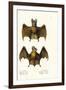 Greater False Vampire Bat, 1824-Karl Joseph Brodtmann-Framed Giclee Print