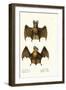 Greater False Vampire Bat, 1824-Karl Joseph Brodtmann-Framed Giclee Print