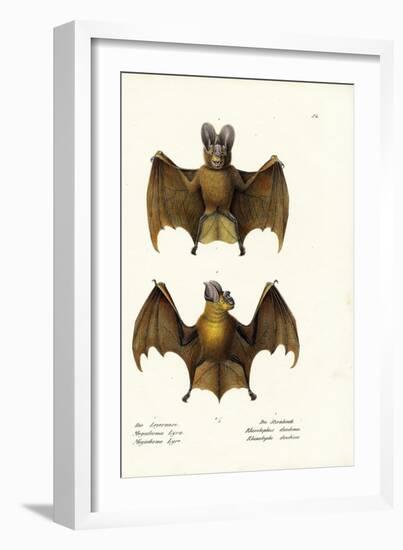 Greater False Vampire Bat, 1824-Karl Joseph Brodtmann-Framed Giclee Print