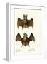 Greater False Vampire Bat, 1824-Karl Joseph Brodtmann-Framed Giclee Print