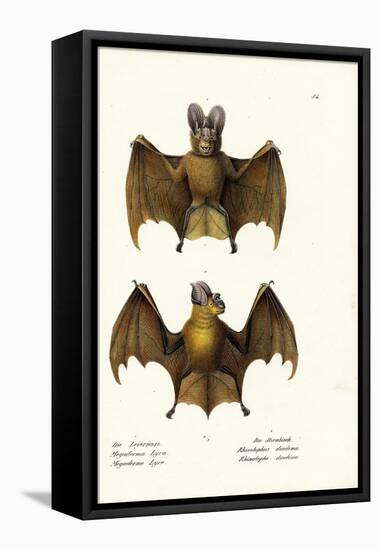 Greater False Vampire Bat, 1824-Karl Joseph Brodtmann-Framed Stretched Canvas