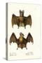 Greater False Vampire Bat, 1824-Karl Joseph Brodtmann-Stretched Canvas