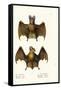 Greater False Vampire Bat, 1824-Karl Joseph Brodtmann-Framed Stretched Canvas