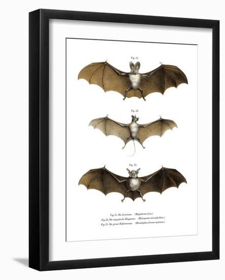 Greater False Vampire Bat, 1860-null-Framed Giclee Print