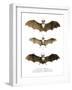 Greater False Vampire Bat, 1860-null-Framed Giclee Print