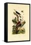 Greater Flameback, 1833-39-null-Framed Stretched Canvas