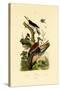 Greater Flameback, 1833-39-null-Stretched Canvas