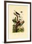 Greater Flameback, 1833-39-null-Framed Giclee Print