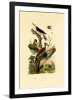 Greater Flameback, 1833-39-null-Framed Giclee Print