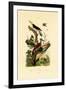 Greater Flameback, 1833-39-null-Framed Giclee Print