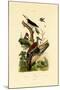 Greater Flameback, 1833-39-null-Mounted Giclee Print